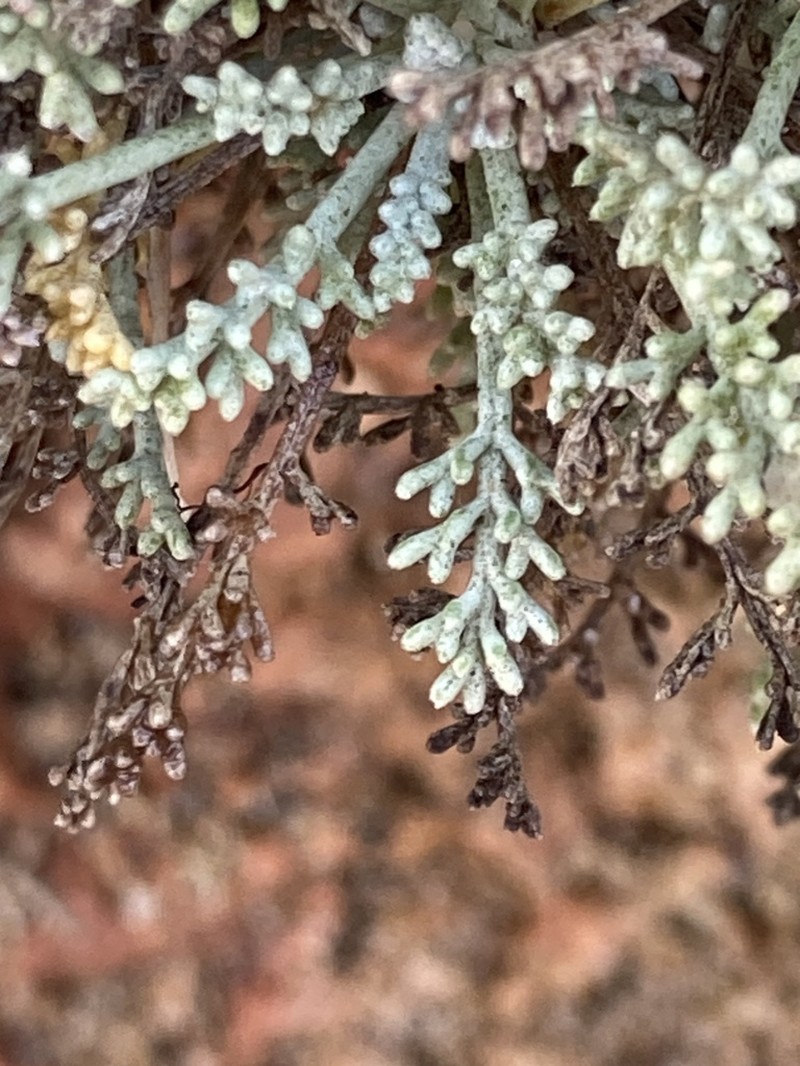 Artemisia densiflora photo 5