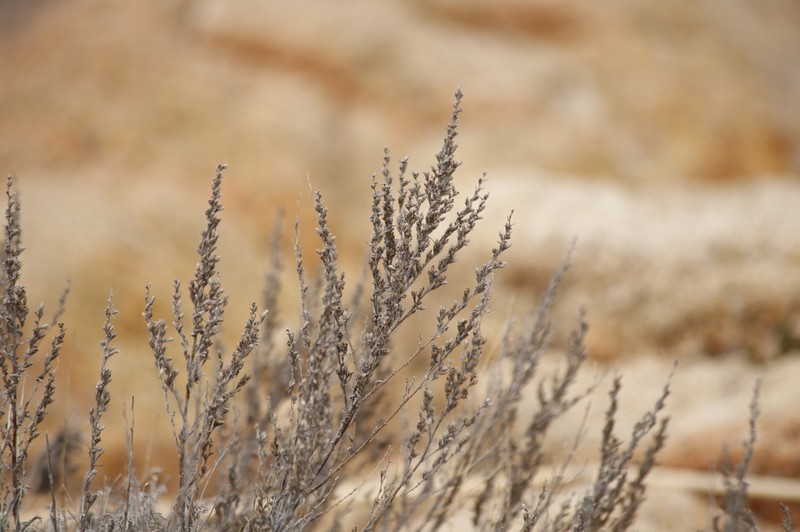 Artemisia densiflora photo 6