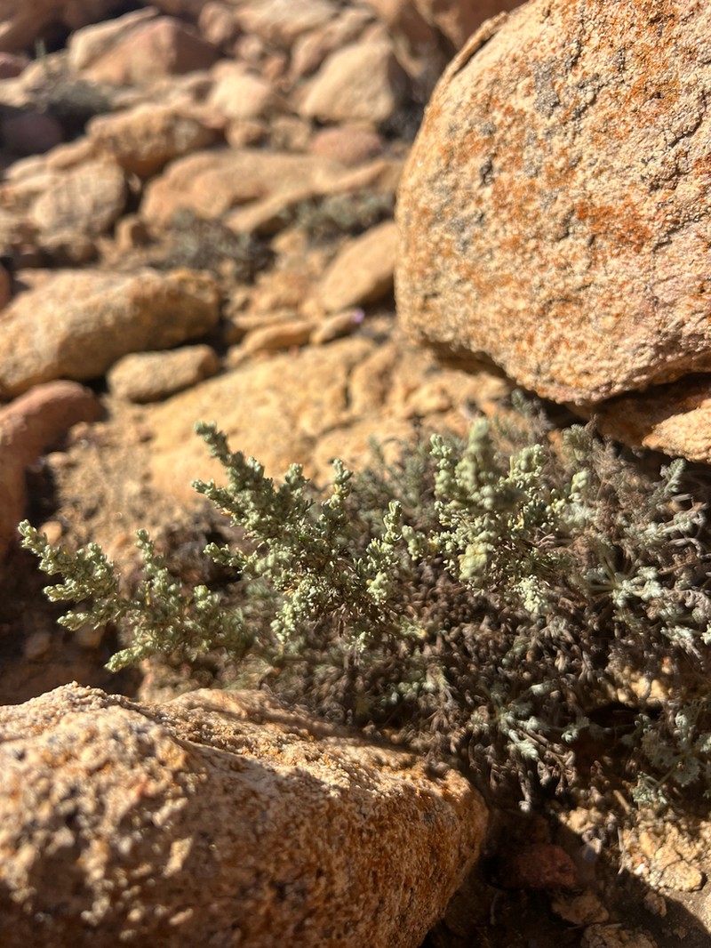Artemisia densiflora photo 7