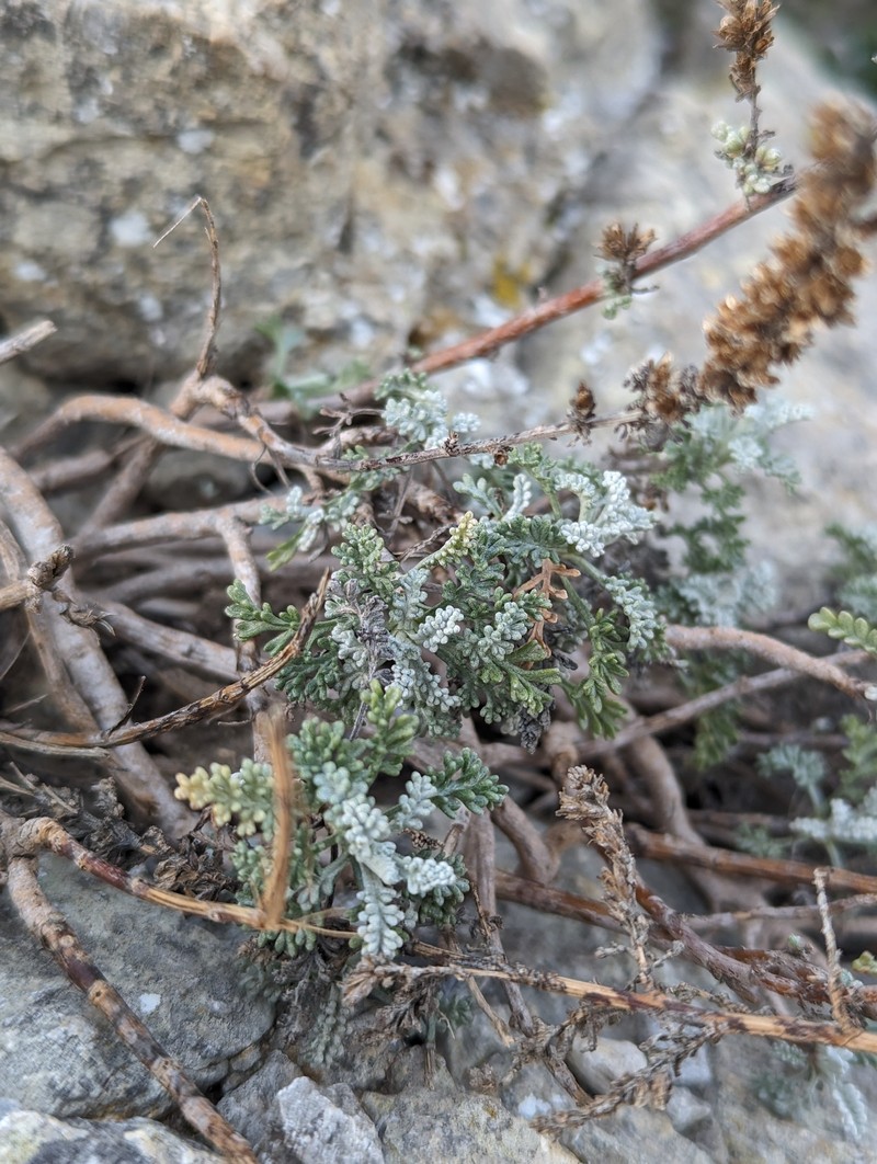 Artemisia densiflora photo 8