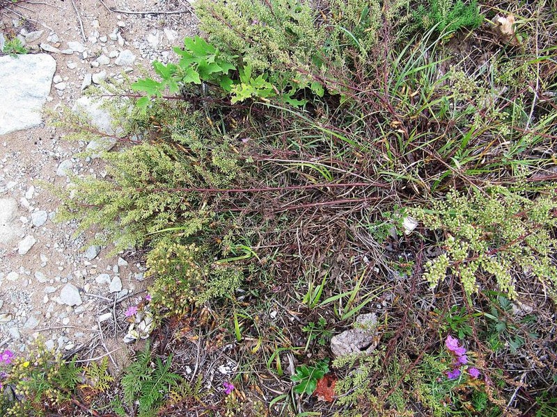 Artemisia desertorum