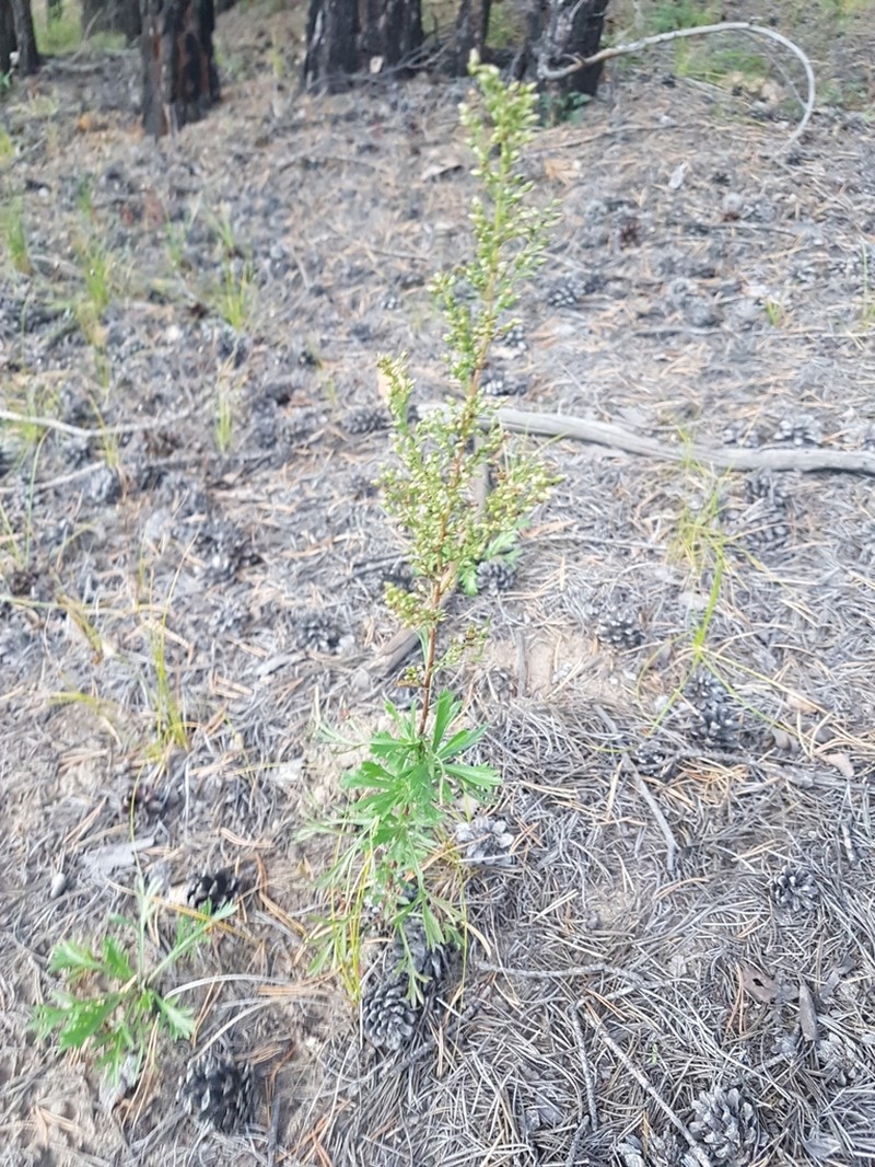 Artemisia desertorum photo 2