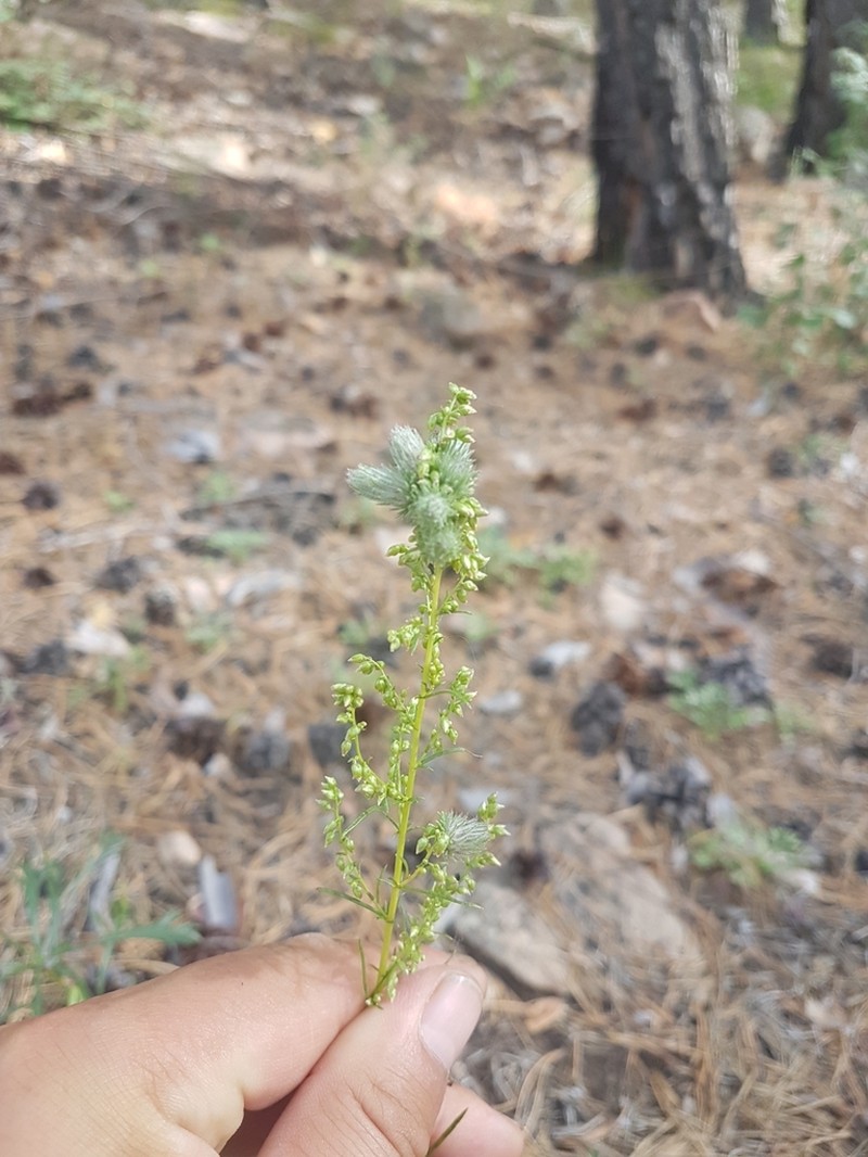 Artemisia desertorum photo 3