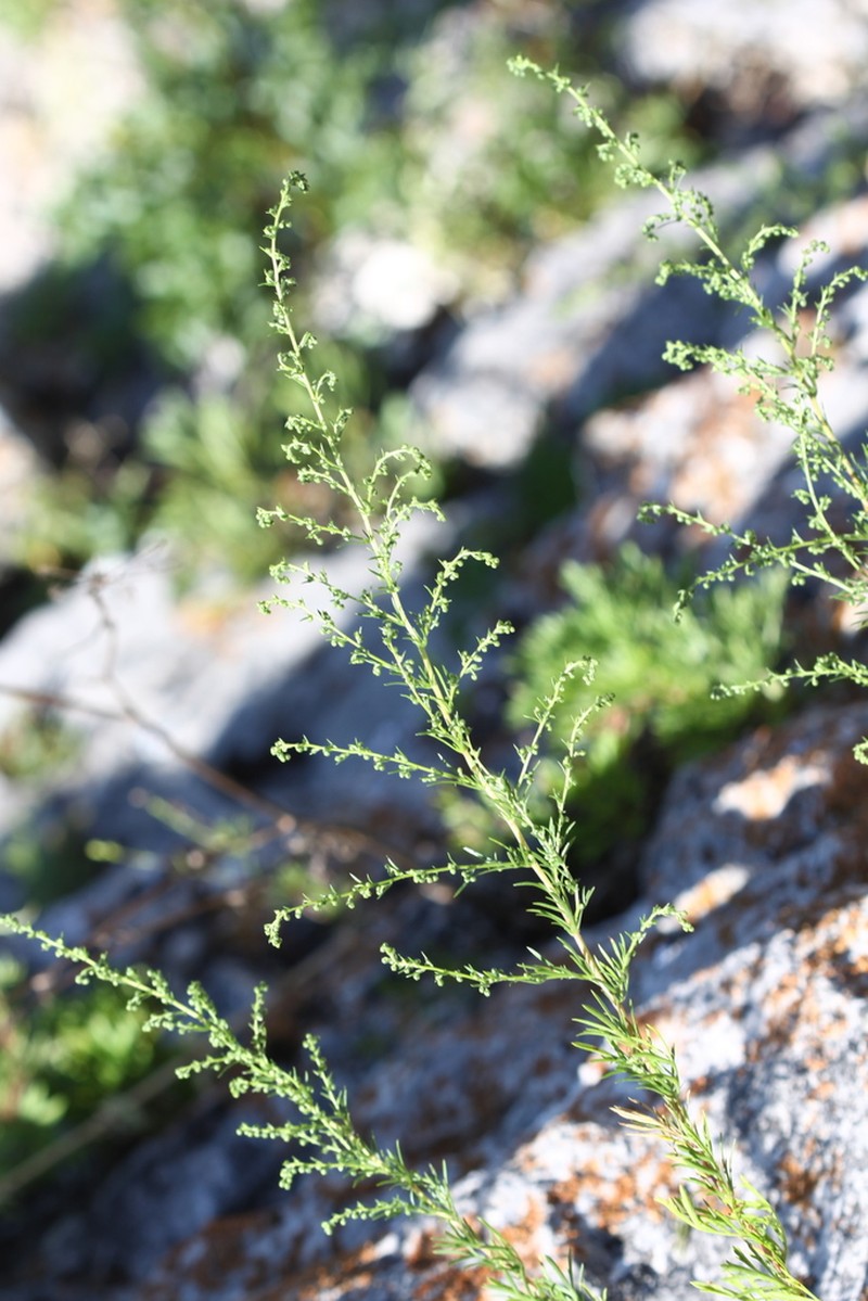 Artemisia desertorum photo 5