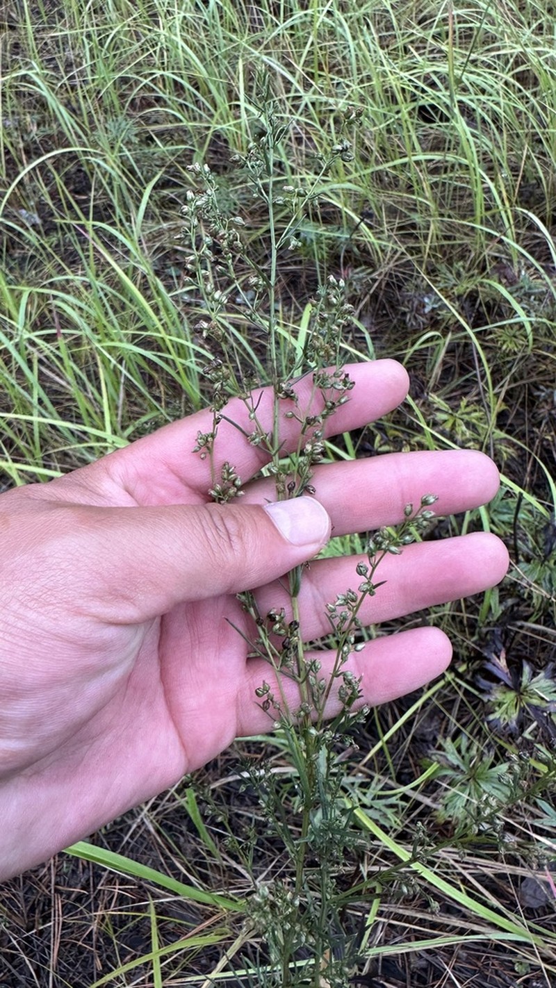 Artemisia desertorum photo 6