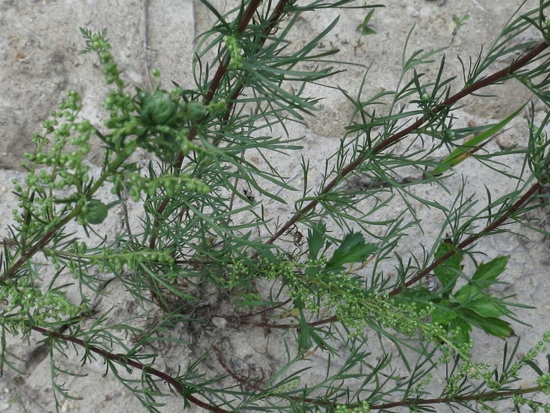 Artemisia desertorum photo 7