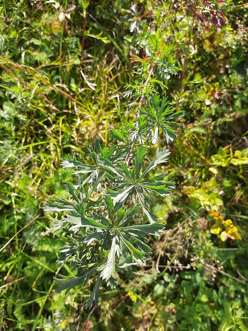 Artemisia desertorum photo 8