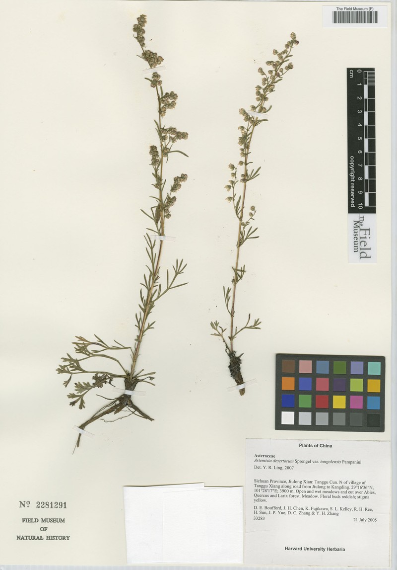 Artemisia desertorum var. tongolensis
