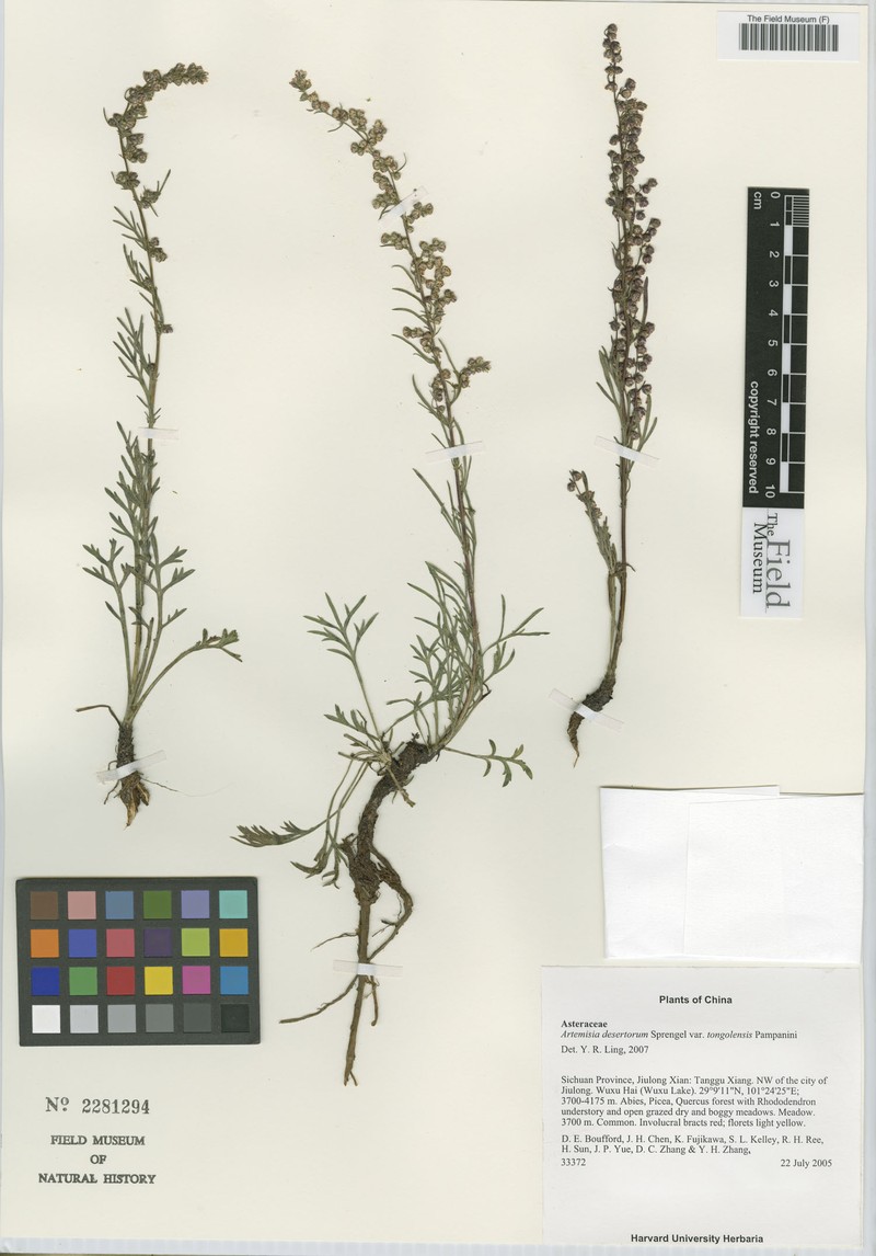 Artemisia desertorum var. tongolensis photo 2