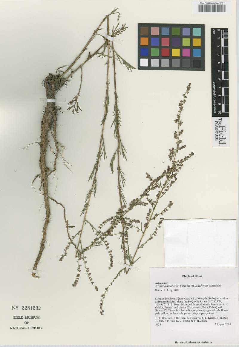Artemisia desertorum var. tongolensis photo 3
