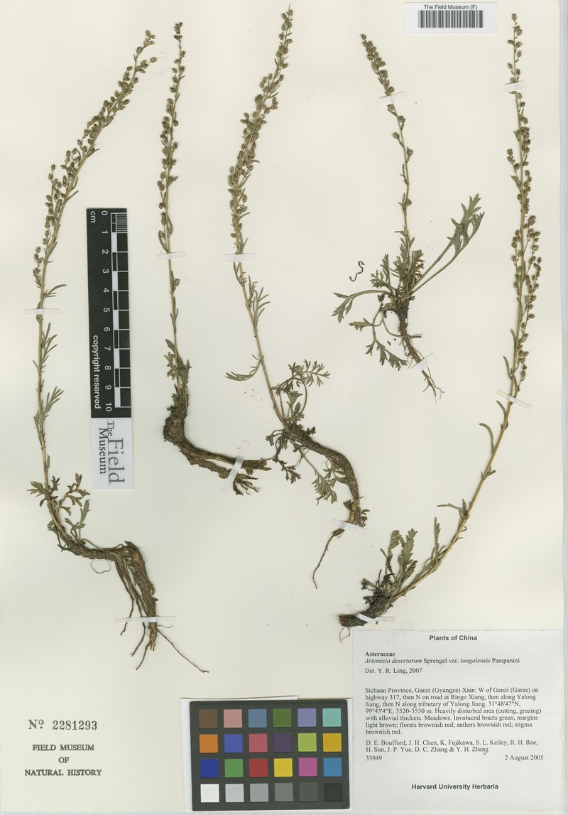 Artemisia desertorum var. tongolensis photo 4