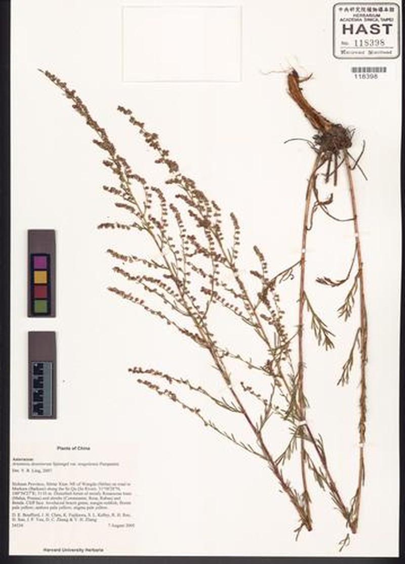 Artemisia desertorum var. tongolensis photo 5