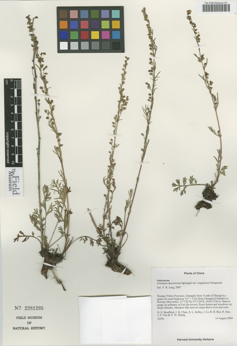 Artemisia desertorum var. tongolensis photo 6