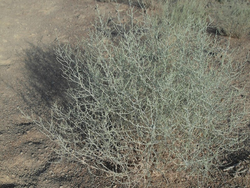 Artemisia diffusa photo 2