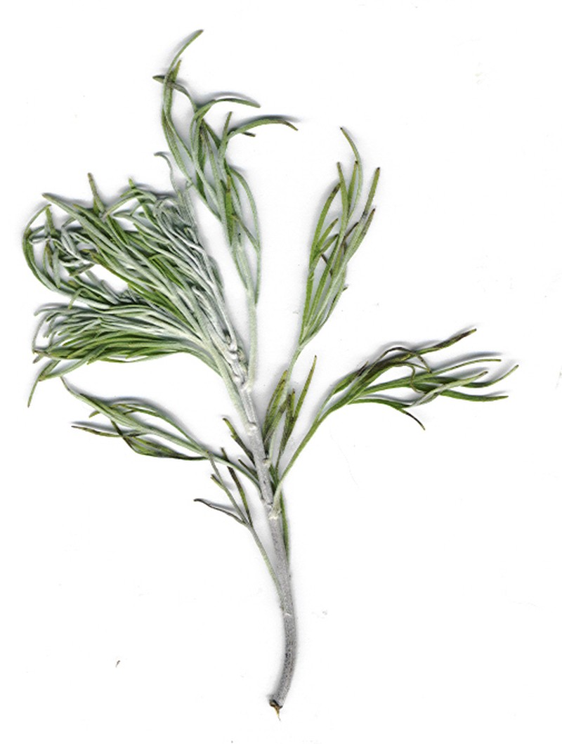 Artemisia diffusa