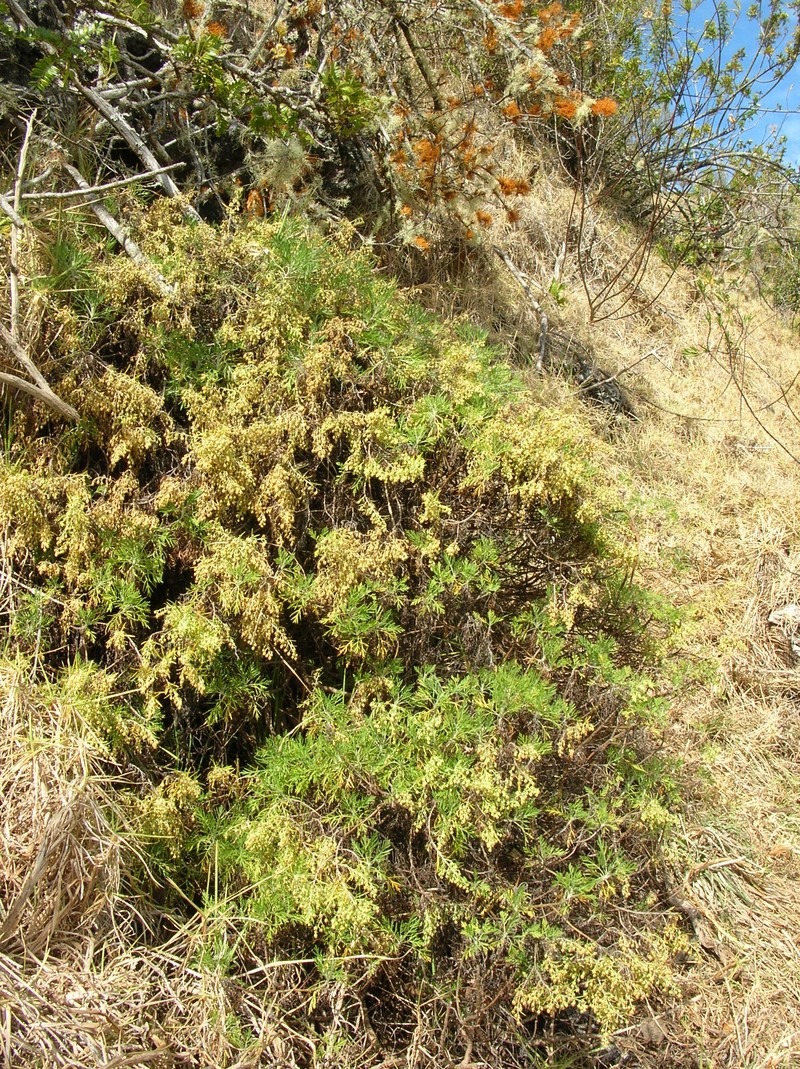 Artemisia diffusa photo 3