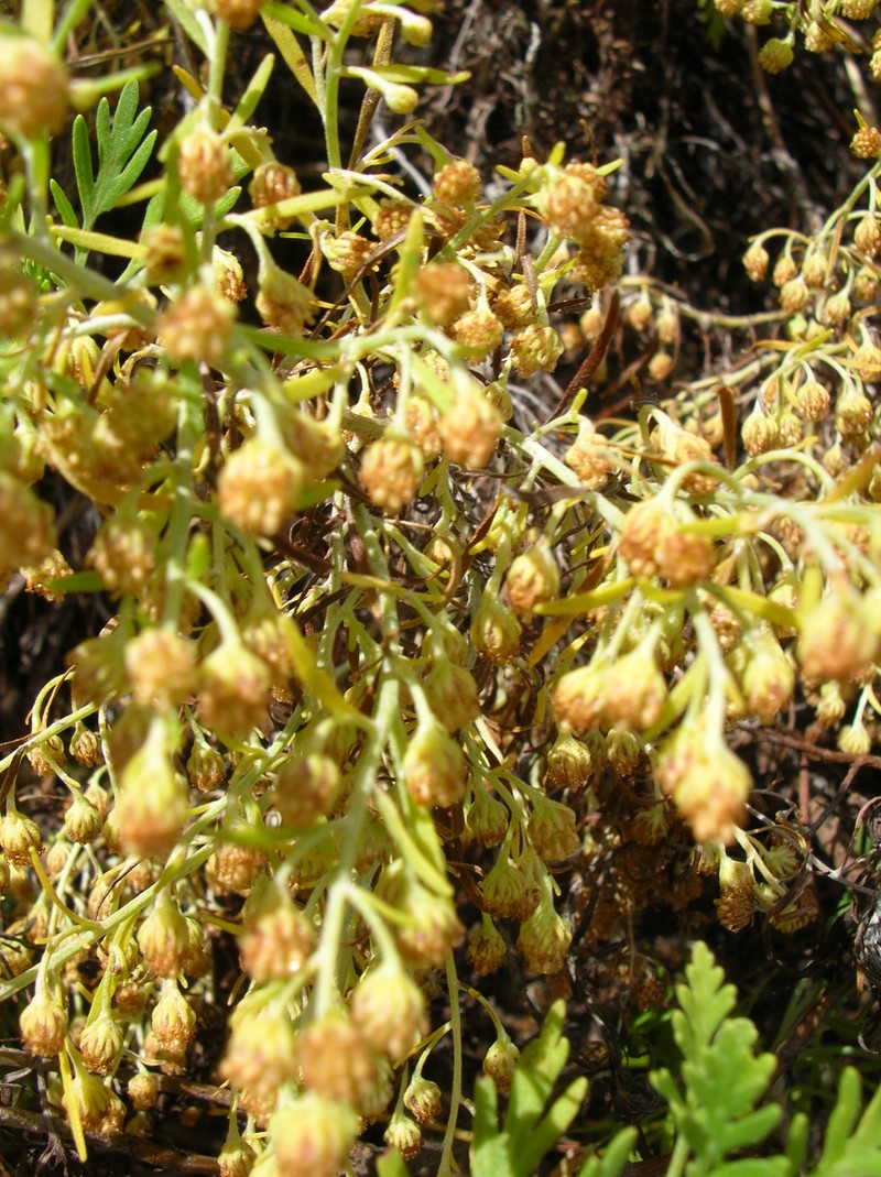 Artemisia diffusa photo 4