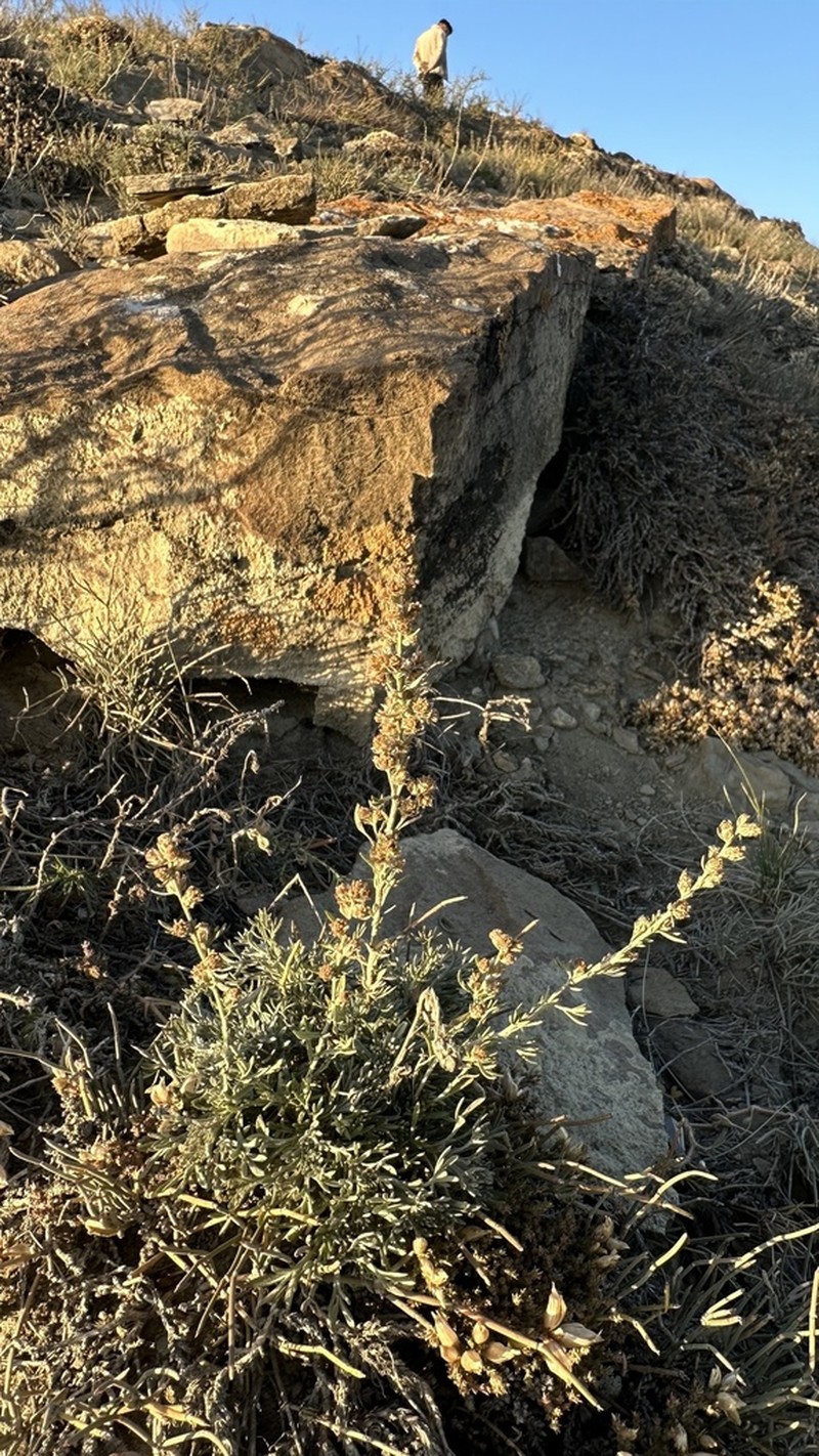 Artemisia dolosa photo 6