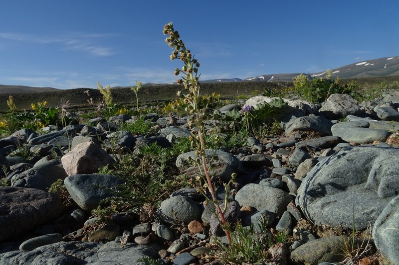 Artemisia dolosa photo 8
