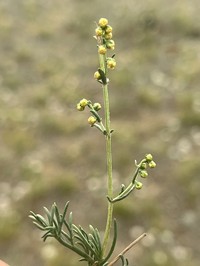 Artemisia dolosa