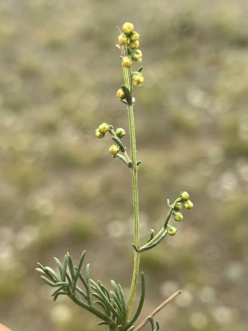 Artemisia dolosa