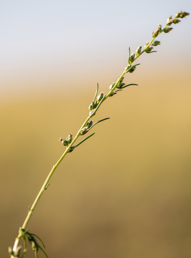 Artemisia dolosa photo 3