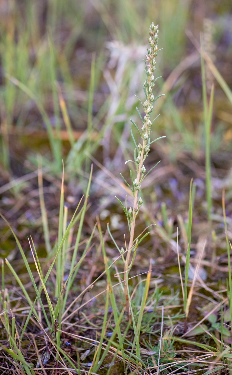 Artemisia dolosa photo 4