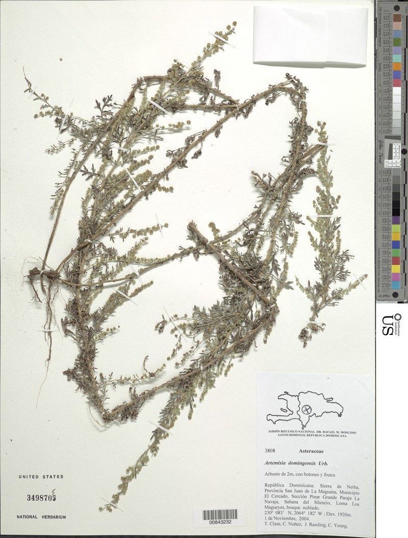 Artemisia domingensis photo 6