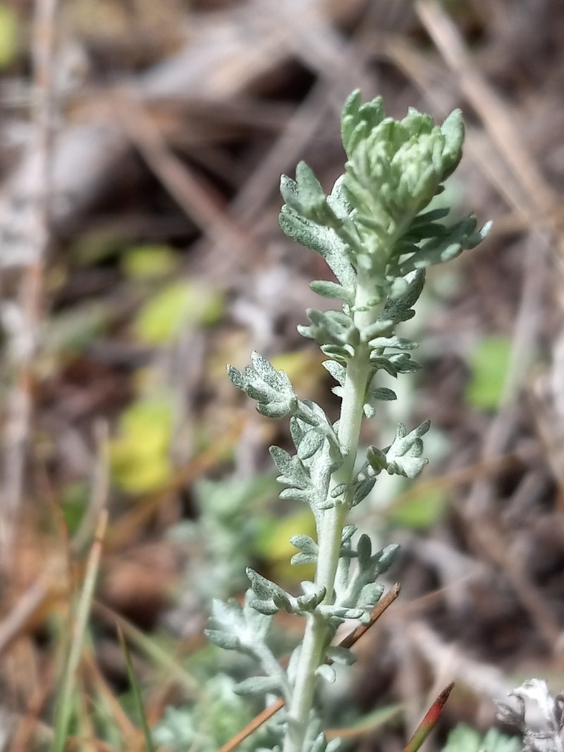 Artemisia domingensis