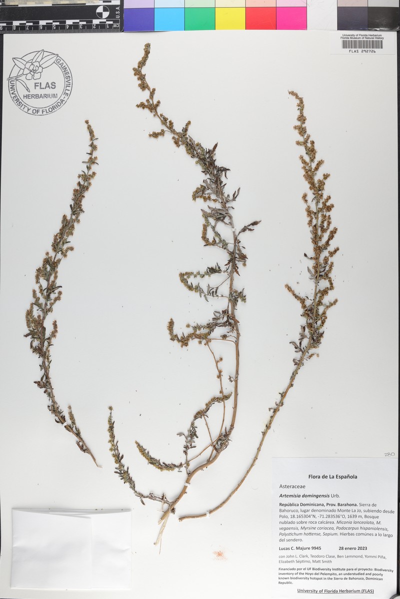Artemisia domingensis photo 2