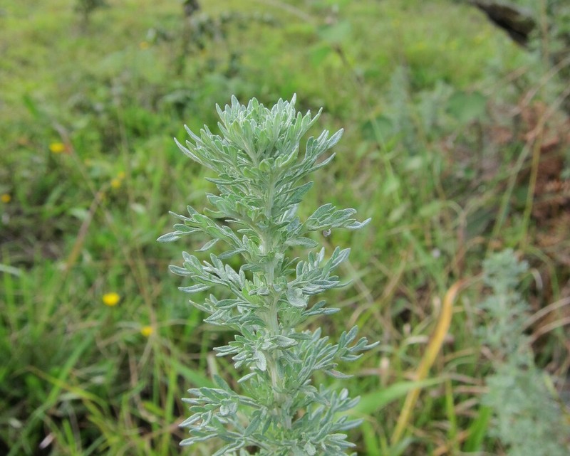 Artemisia domingensis photo 3