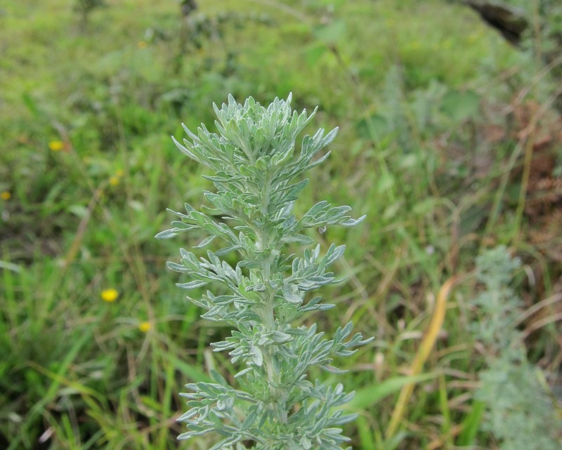 Artemisia domingensis photo 4