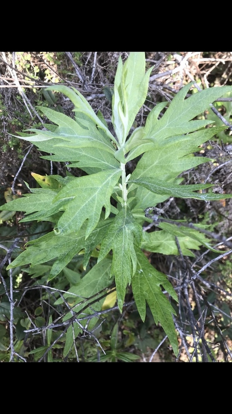 Douglas' Sagewort photo 2