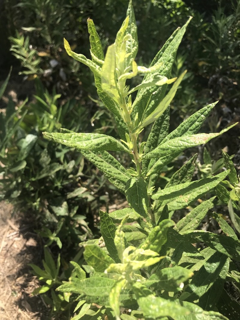 Douglas' Sagewort photo 3