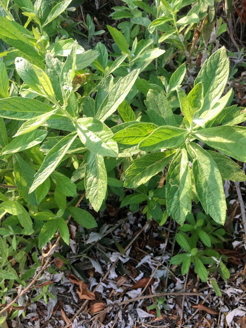 Douglas' Sagewort photo 4