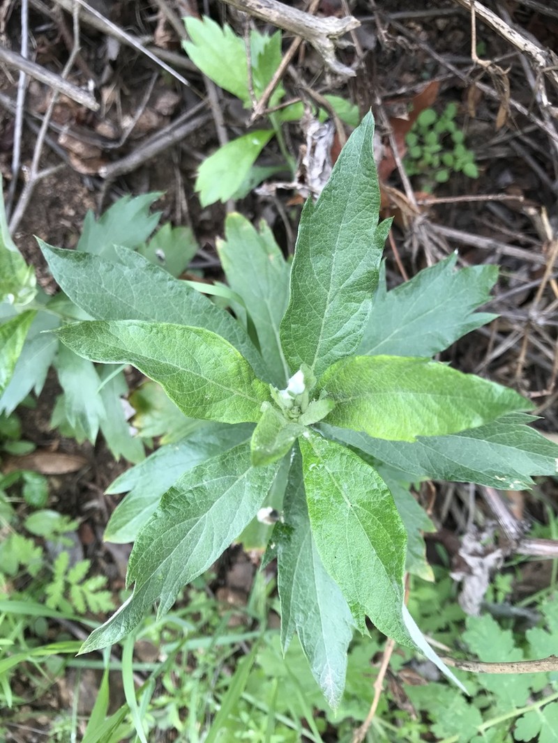 Douglas' Sagewort photo 5