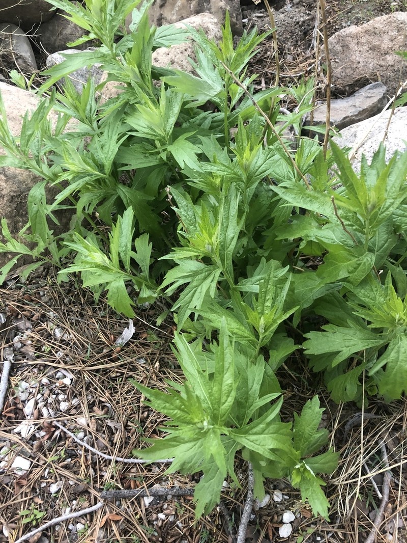 Douglas' Sagewort photo 6
