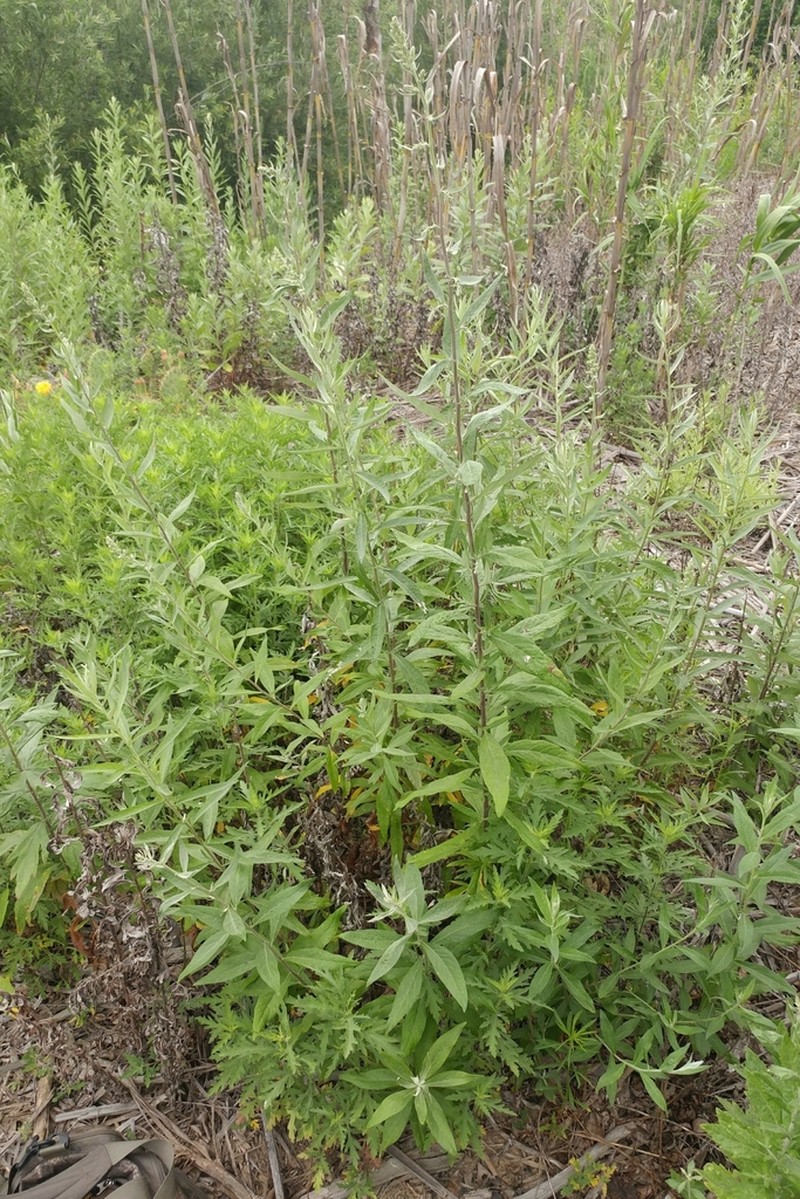Douglas' Sagewort photo 7