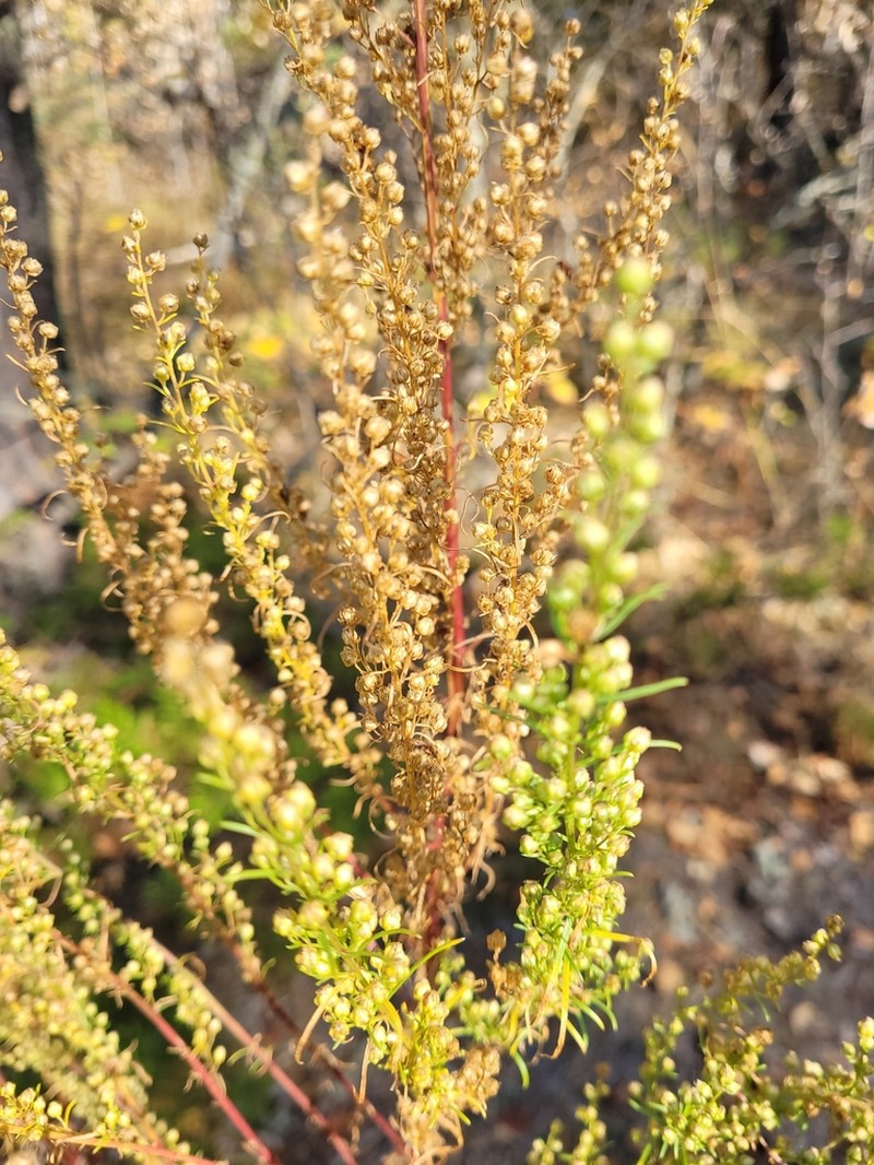 Tarragon