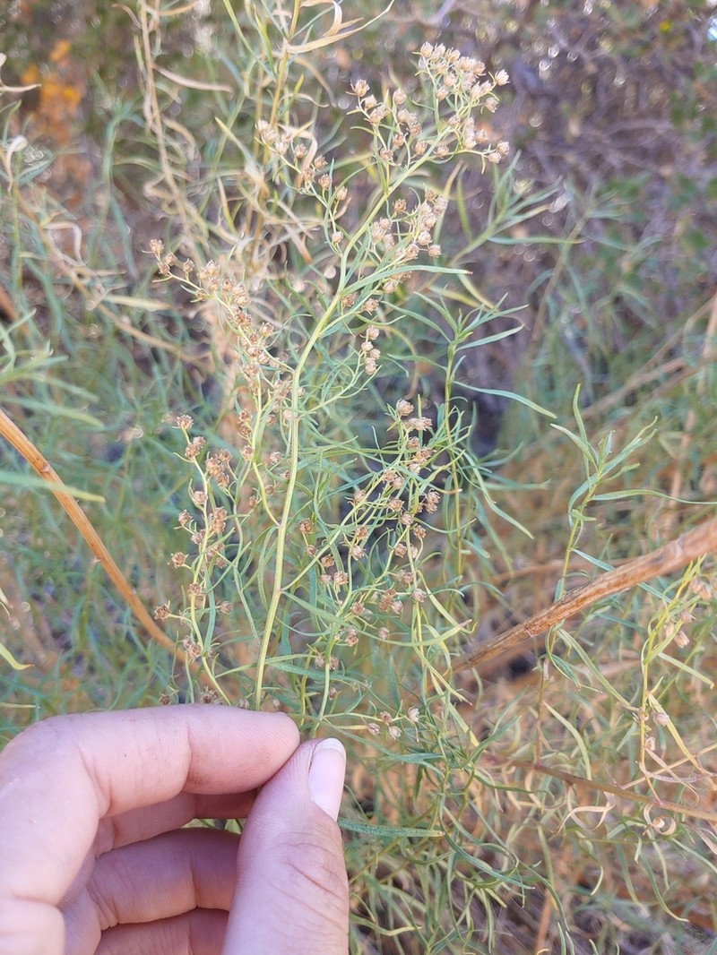 Tarragon photo 2