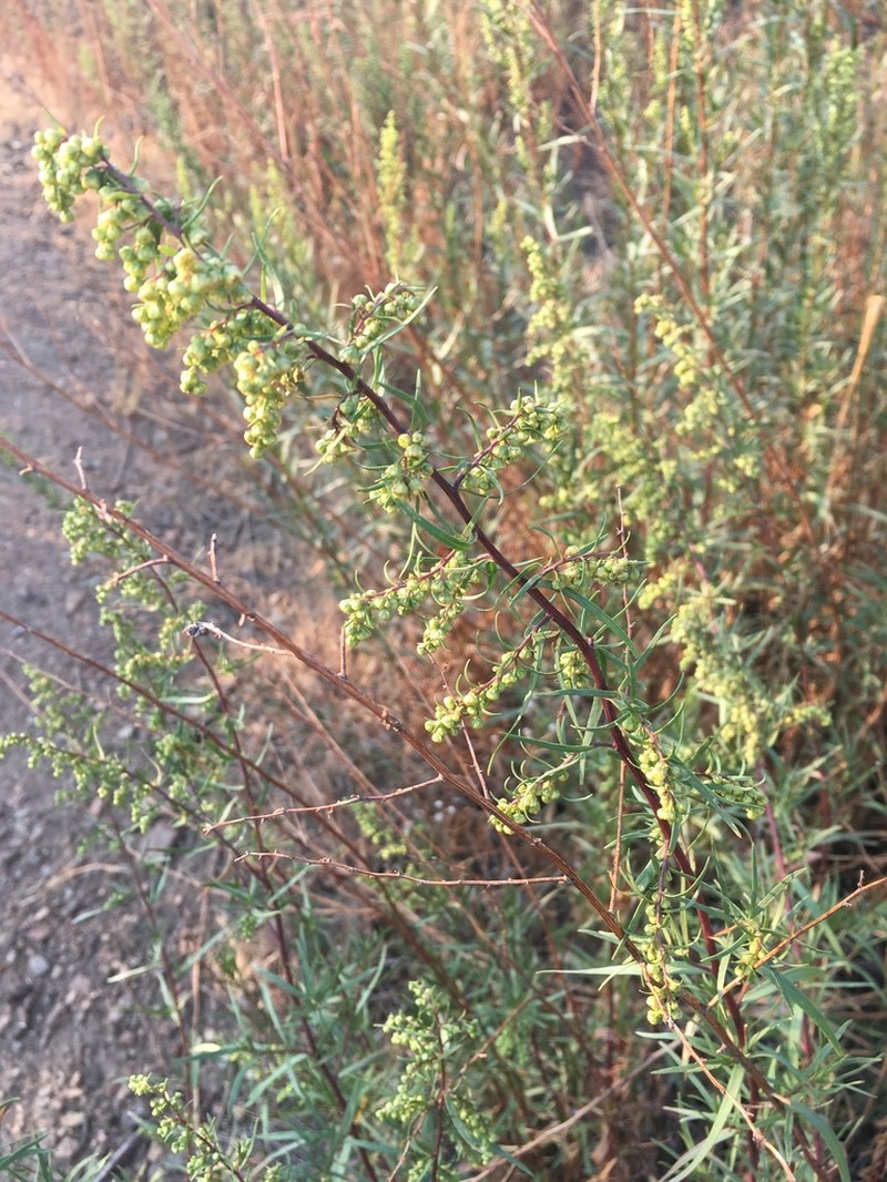Tarragon photo 4