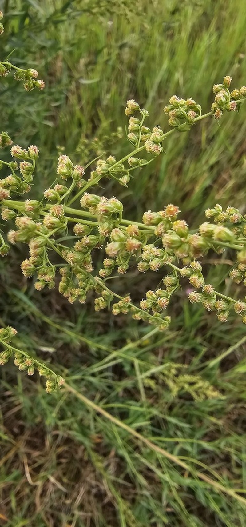 Tarragon photo 5