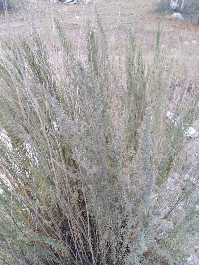 Tarragon photo 6
