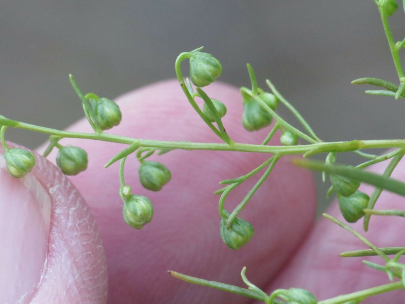 Tarragon photo 7