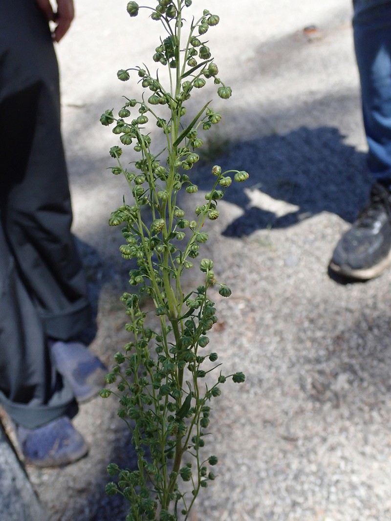 Tarragon photo 8