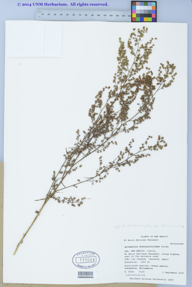 Artemisia dracunculus var. dracunculus photo 4
