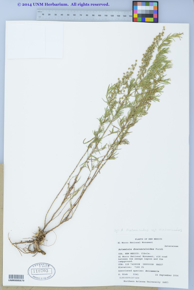 Artemisia dracunculus var. dracunculus photo 5