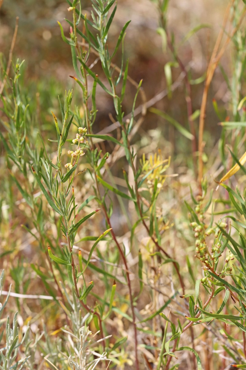 Artemisia dracunculus var. dracunculus