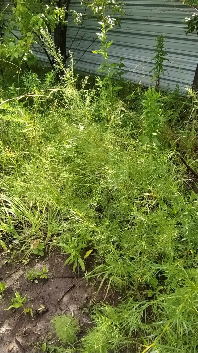 Artemisia dracunculus var. dracunculus photo 2