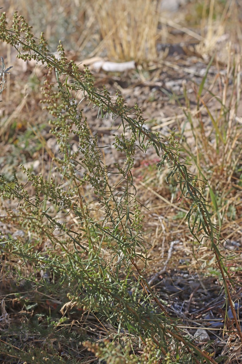 Artemisia dracunculus var. dracunculus photo 3